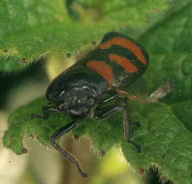 Image of Red-and-black Froghopper