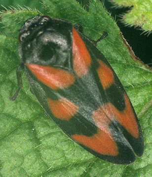 Image of Red-and-black Froghopper