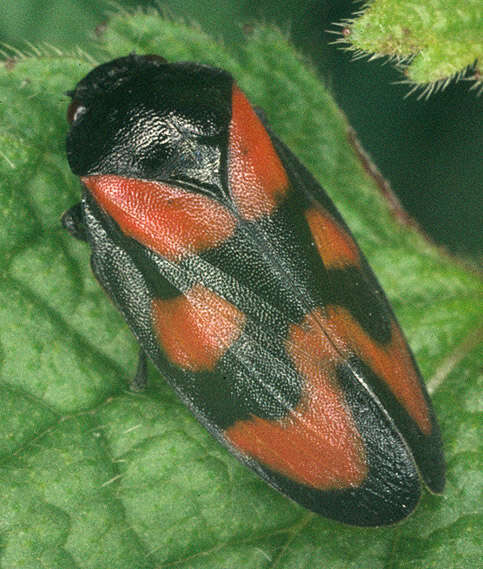 Image of Red-and-black Froghopper