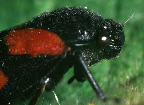 Image of Red-and-black Froghopper