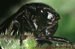 Image of Red-and-black Froghopper