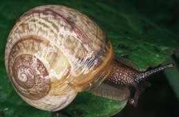 Image of Copse Snail