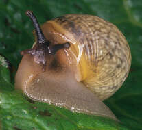 Image of Copse Snail