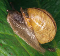 Image of Copse Snail