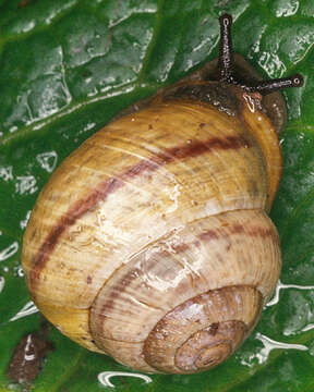 Image of Copse Snail