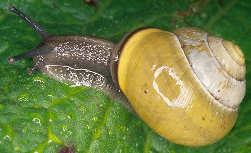 Image of Brown Lipped Snail