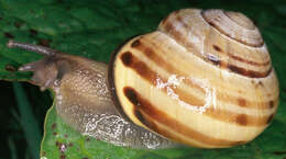 Image of Brown Lipped Snail