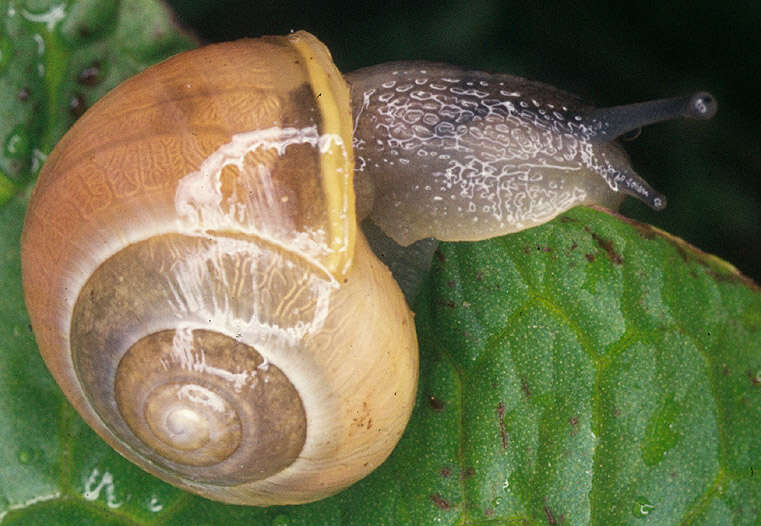 Image of Brown Lipped Snail