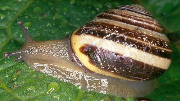 Image of Brown Lipped Snail