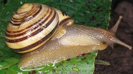 Image of Brown Lipped Snail