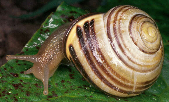 Image of Brown Lipped Snail