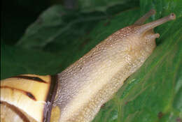 Image of Brown Lipped Snail