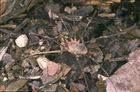 Image of Daddy longleg