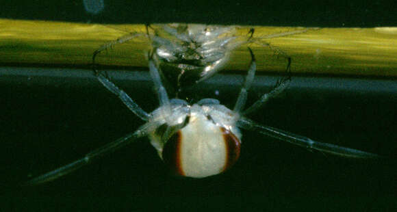 Image of Water boatman