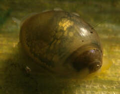 Image of Common Bladder Snail