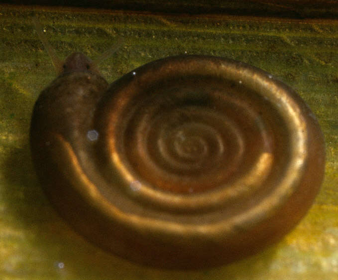 Image of Anisus vortex (Linnaeus 1758)