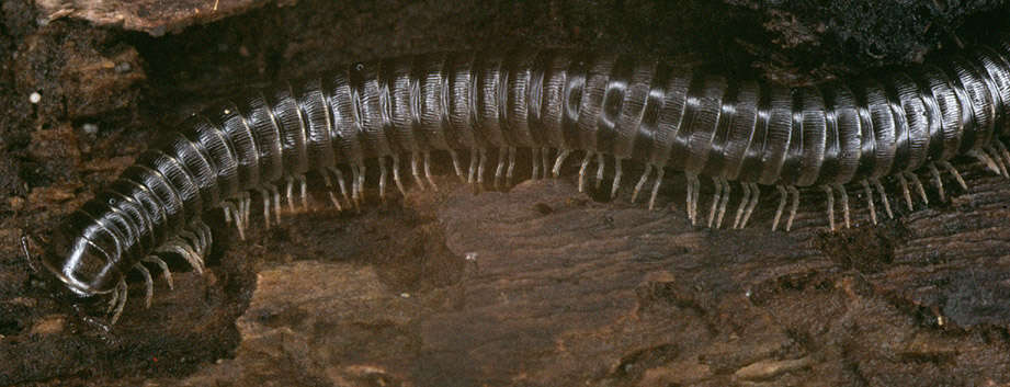 Image of Tachypodoiulus