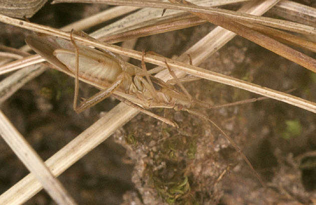 Stenodema calcarata (Fallen 1807) resmi