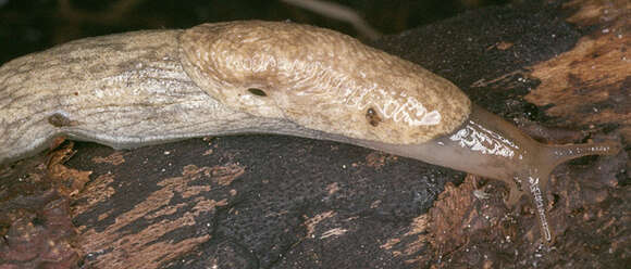 Image of grey field slug