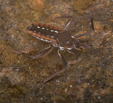 Image of Velia subgen. Plesiovelia Tamanini 1955