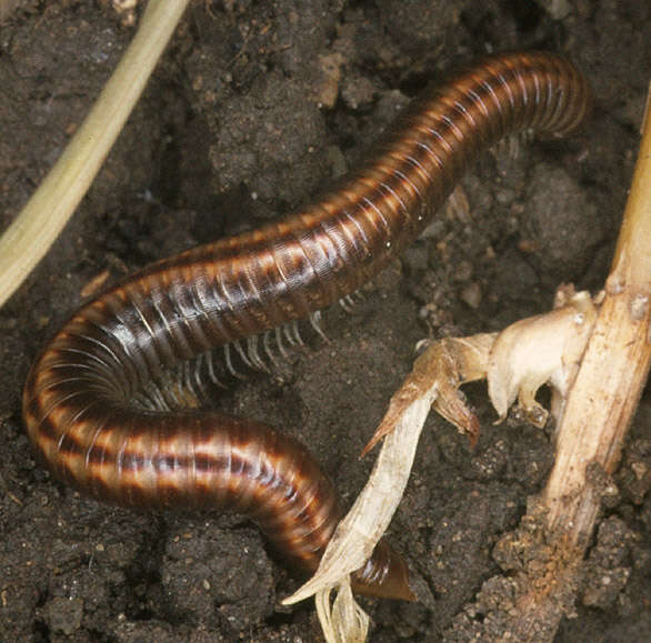 Image of Striped Millipede