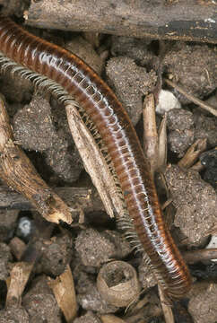 Image of Striped Millipede