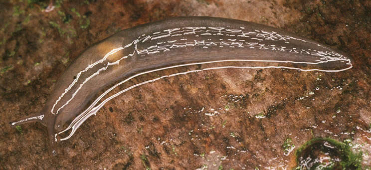 Image of Lehmannia marginata (O. F. Müller 1774)