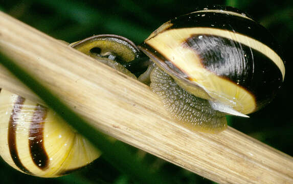 Image of Brown Lipped Snail