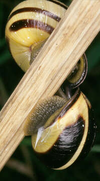 Image of Brown Lipped Snail