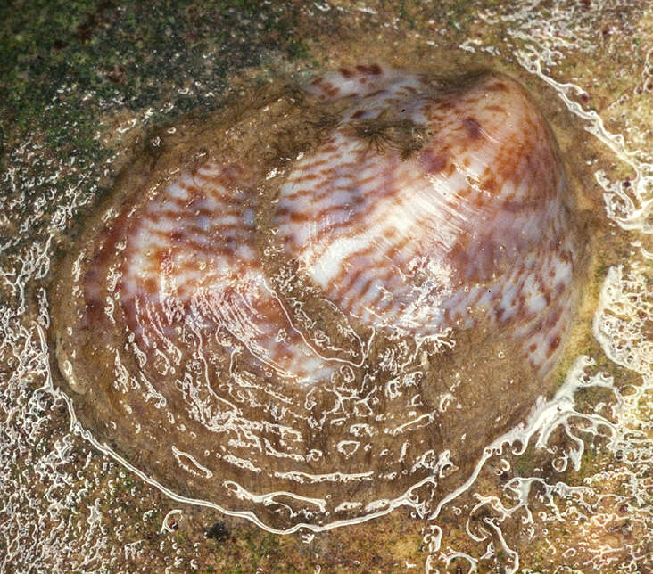 Crepidula fornicata (Linnaeus 1758) resmi