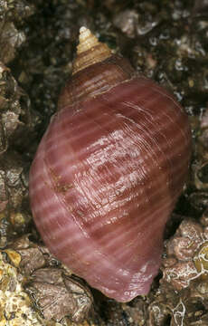 Image of Dog whelk