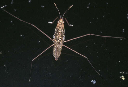 Image of Common pond skater