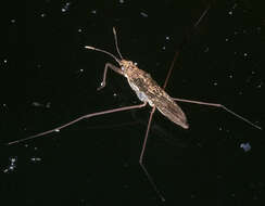 Image of Common pond skater