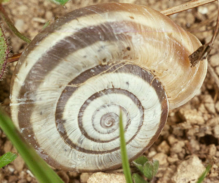 Image of Heath Snail