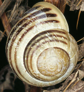 Image of White-lipped banded snail