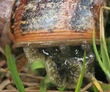 Image of Garden snail