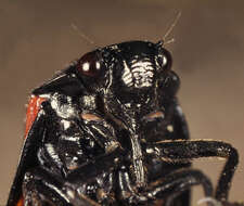 Image of Red-and-black Froghopper