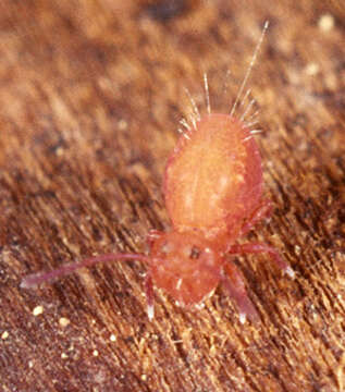 Image of Dicyrtoma fusca (Lubbock & J 1873)