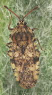 Image of spear thistle lacebug