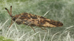 Image of spear thistle lacebug