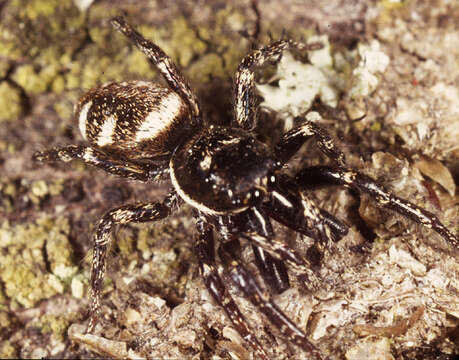 Image of Zebra spider