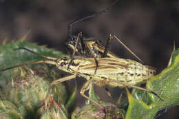 Image of Meadow Plant Bug