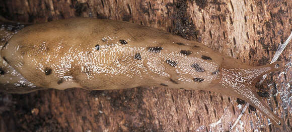 Image of Limax Linnaeus 1758