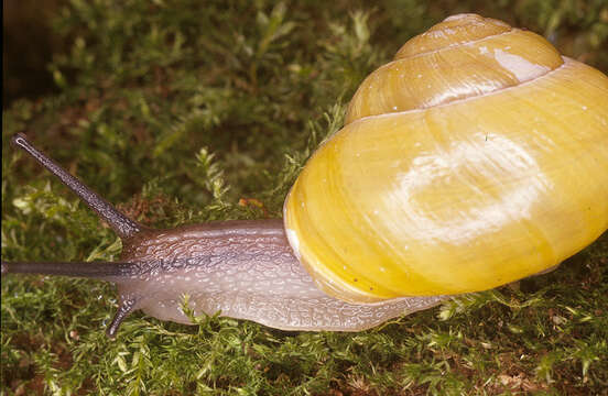 Image of White-lipped banded snail