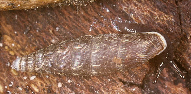 Image of two-toothed door snail