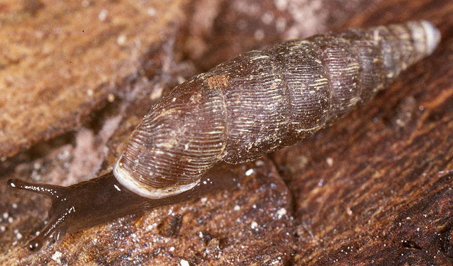 Image of two-toothed door snail