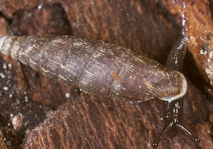 Image of two-toothed door snail