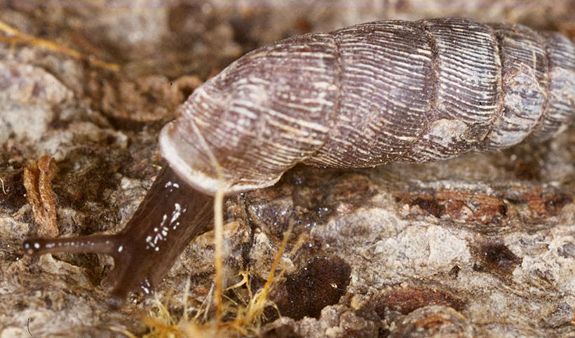 Image of two-toothed door snail