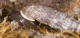 Image of two-toothed door snail