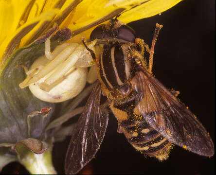 Image of Flower Crab Spiders